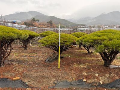 반송(둥근소나무)
