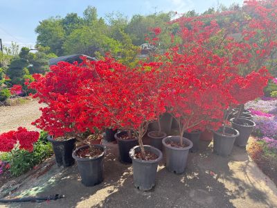 영산홍