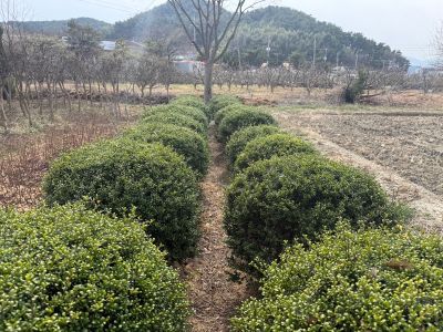 꽝꽝나무(둥근형)