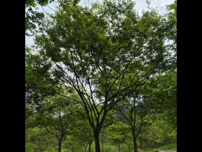 팽나무
