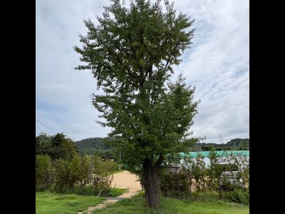 은행나무